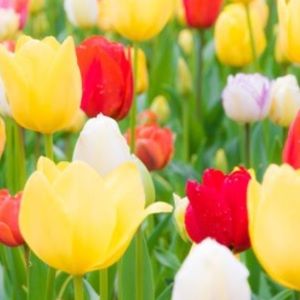 Meet your Posher, Jaclyn